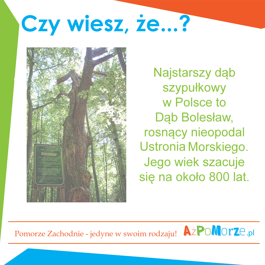 Najstarszy dąb w Polsce- Bolesław.